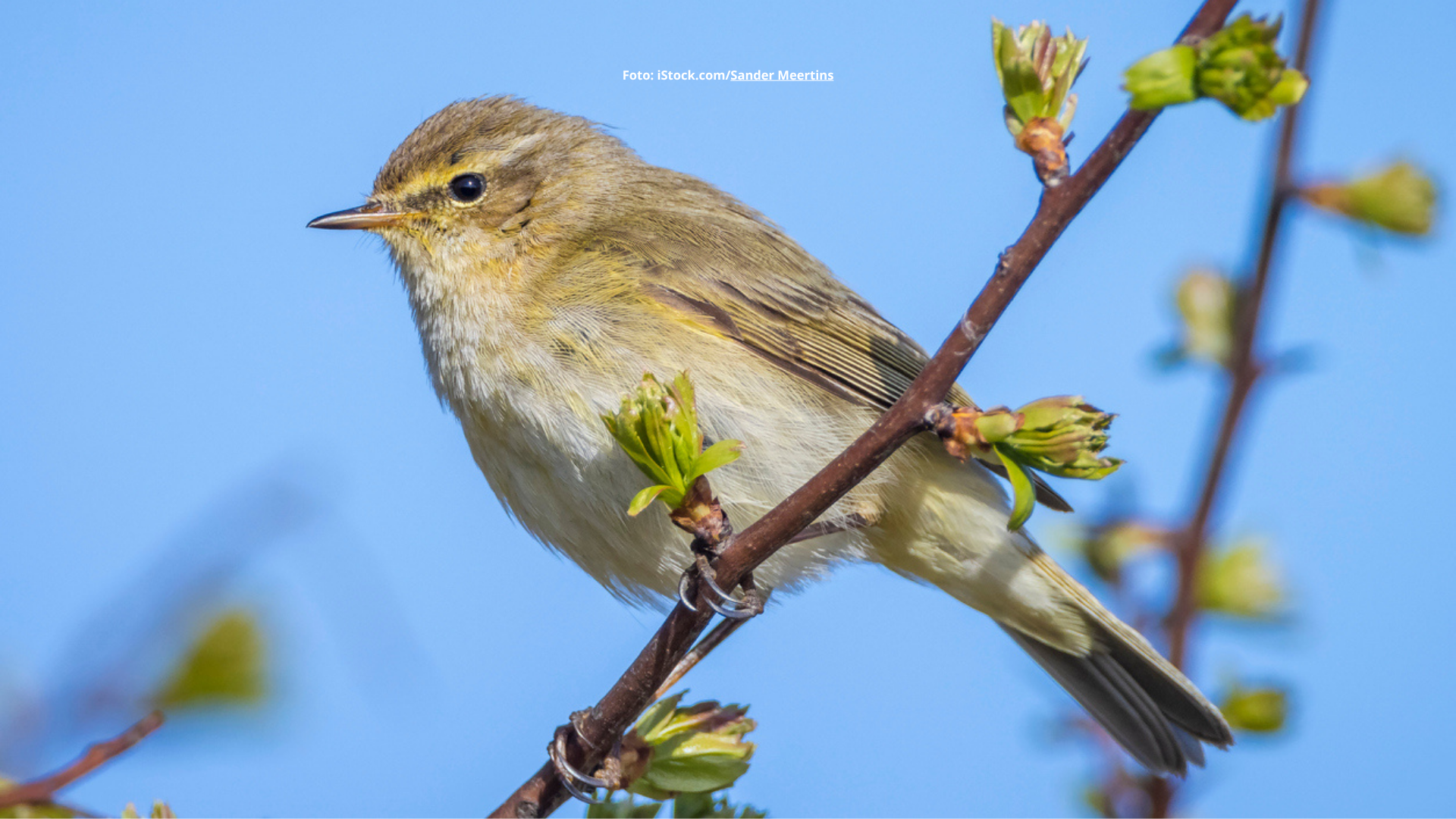 Vogelnamen und ihre Herkunft: Zilpzalp, Chiffchaff und Tjiftjaf