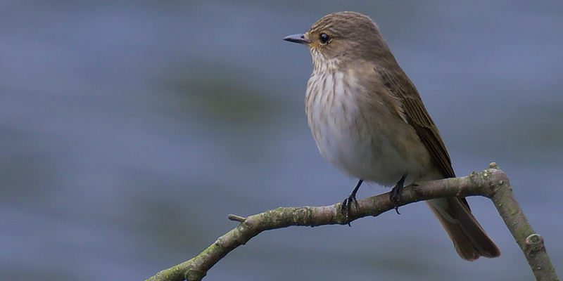 Grauschnäpper – Flatternder Fliegenfänger