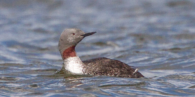 Sterntaucher Vogelart