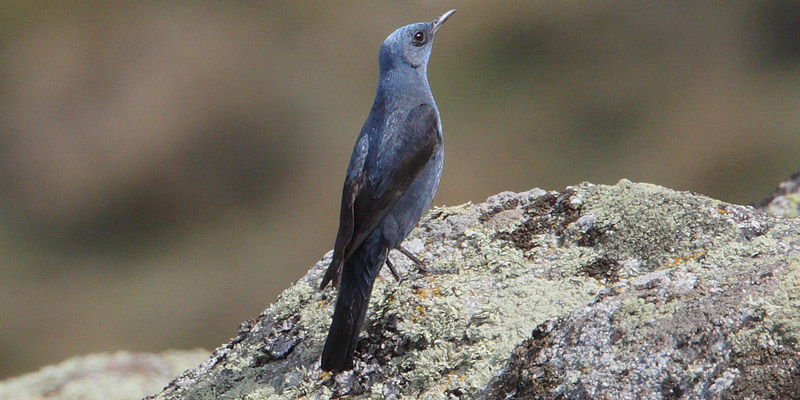 Blaumerle Vogelart