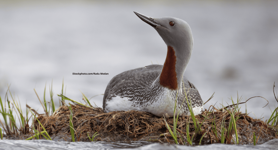 Ein Sterntaucher, der auf seinem Nest sitzt und zur Seite schaut