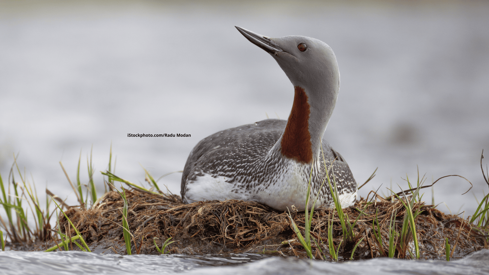 Sterntaucher: Herbstlicher Klagesänger