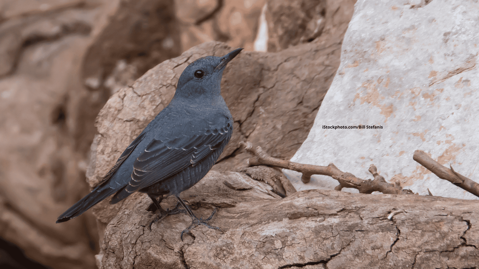 Blaumerle: Alpenländisches Amsel-Imitat