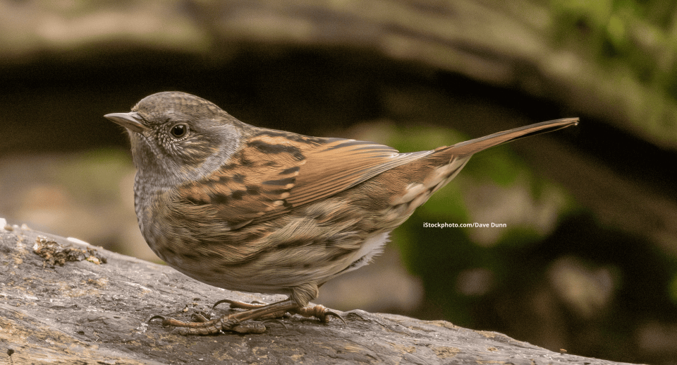 Heckenbraunelle: Gut getarnte Waldamazone