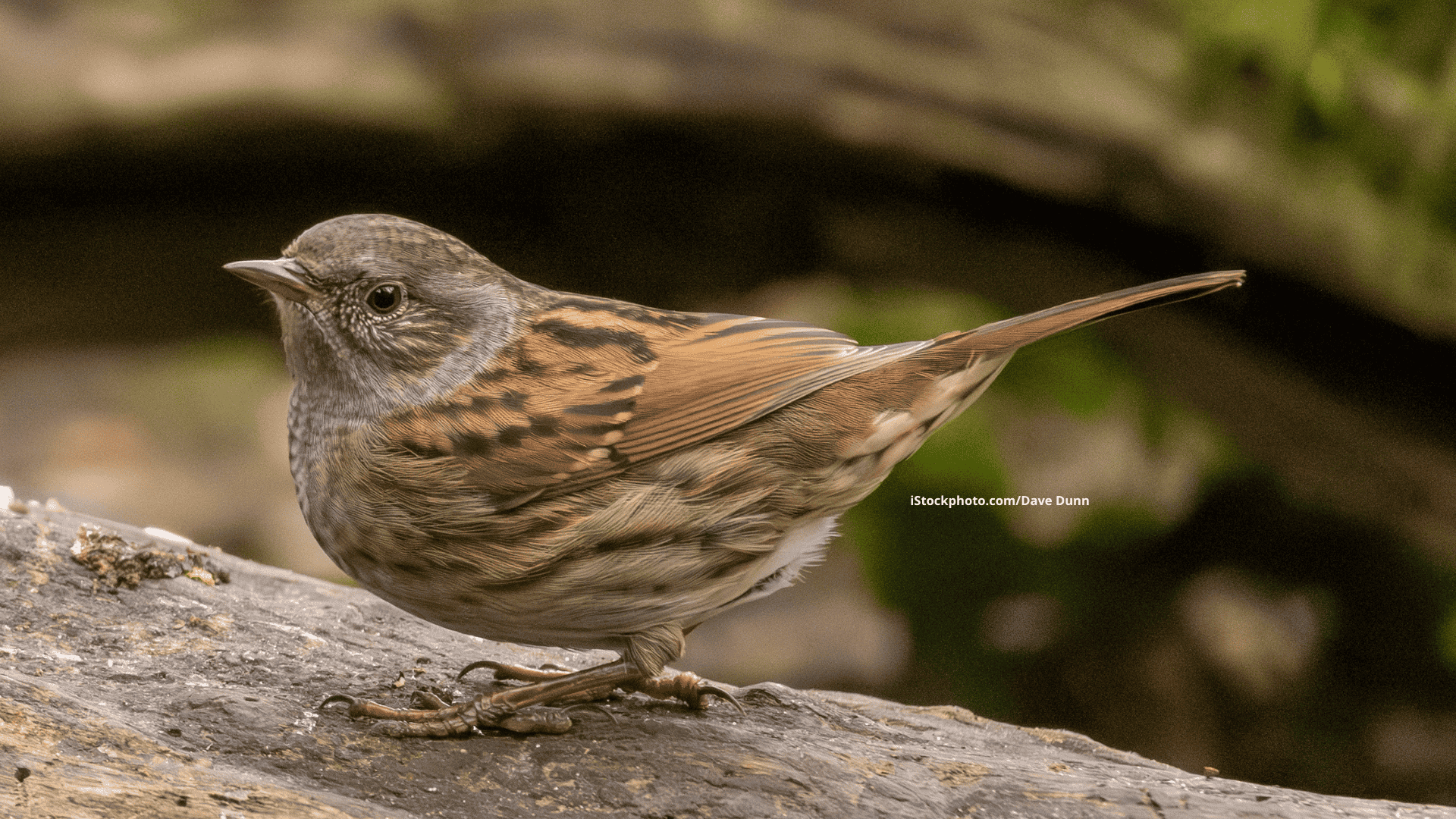 Heckenbraunelle: Gut getarnte Waldamazone