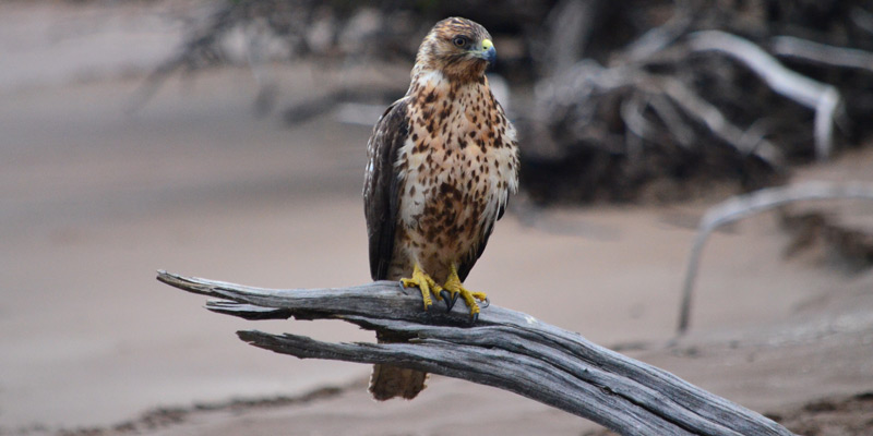 Galapagosbussard