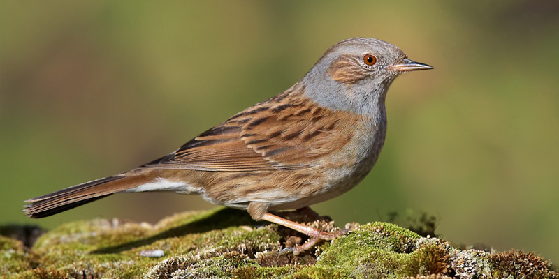 Heckenbraunelle Vogelart