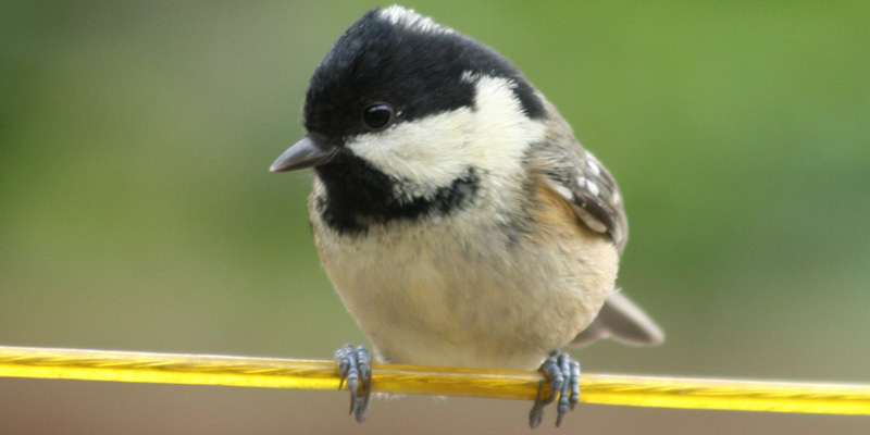 Tannenmeise Steckbrief Des Vogels