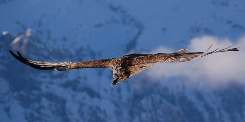 Greifvogel-Forschung im Nationalpark Hohe Tauern