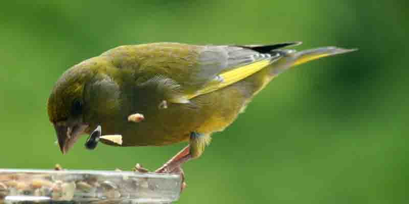 Der Grünfink – Dauergast im Garten