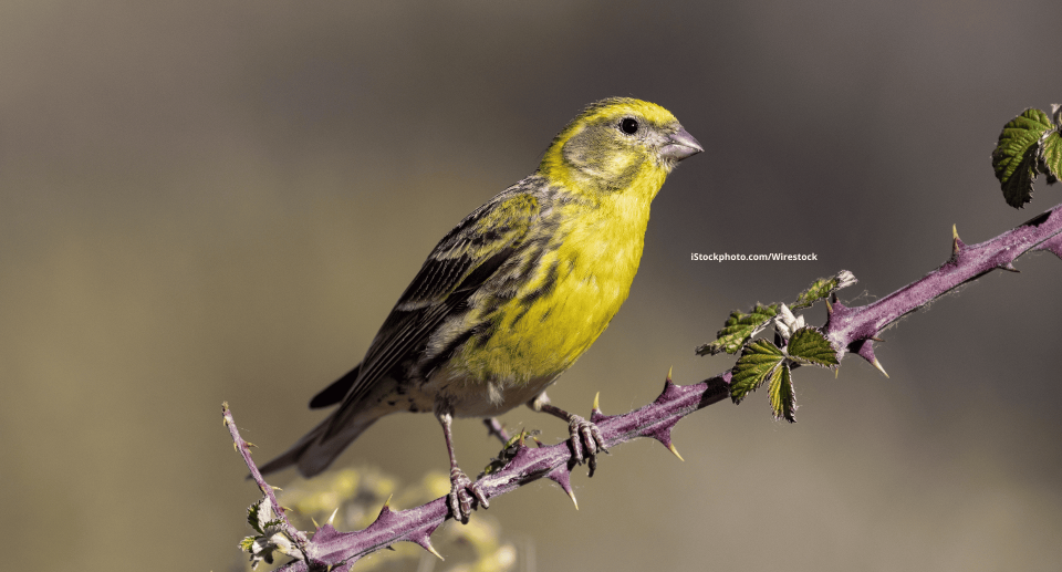 Girlitz: Piepsiger Mini-Fink