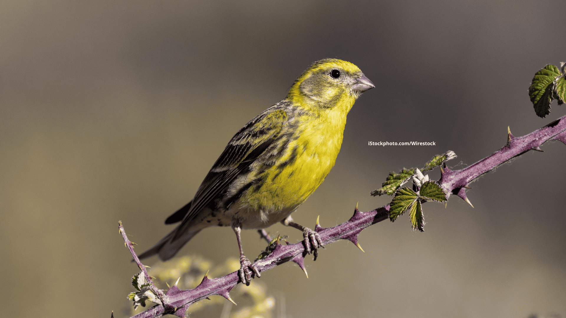 Girlitz: Piepsiger Mini-Fink