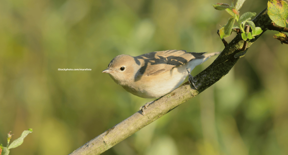 Eine GArtengrasmücke die geduckt auf einem braunem Ast sitzt.Der Hintergrund ist unscharf und grün.