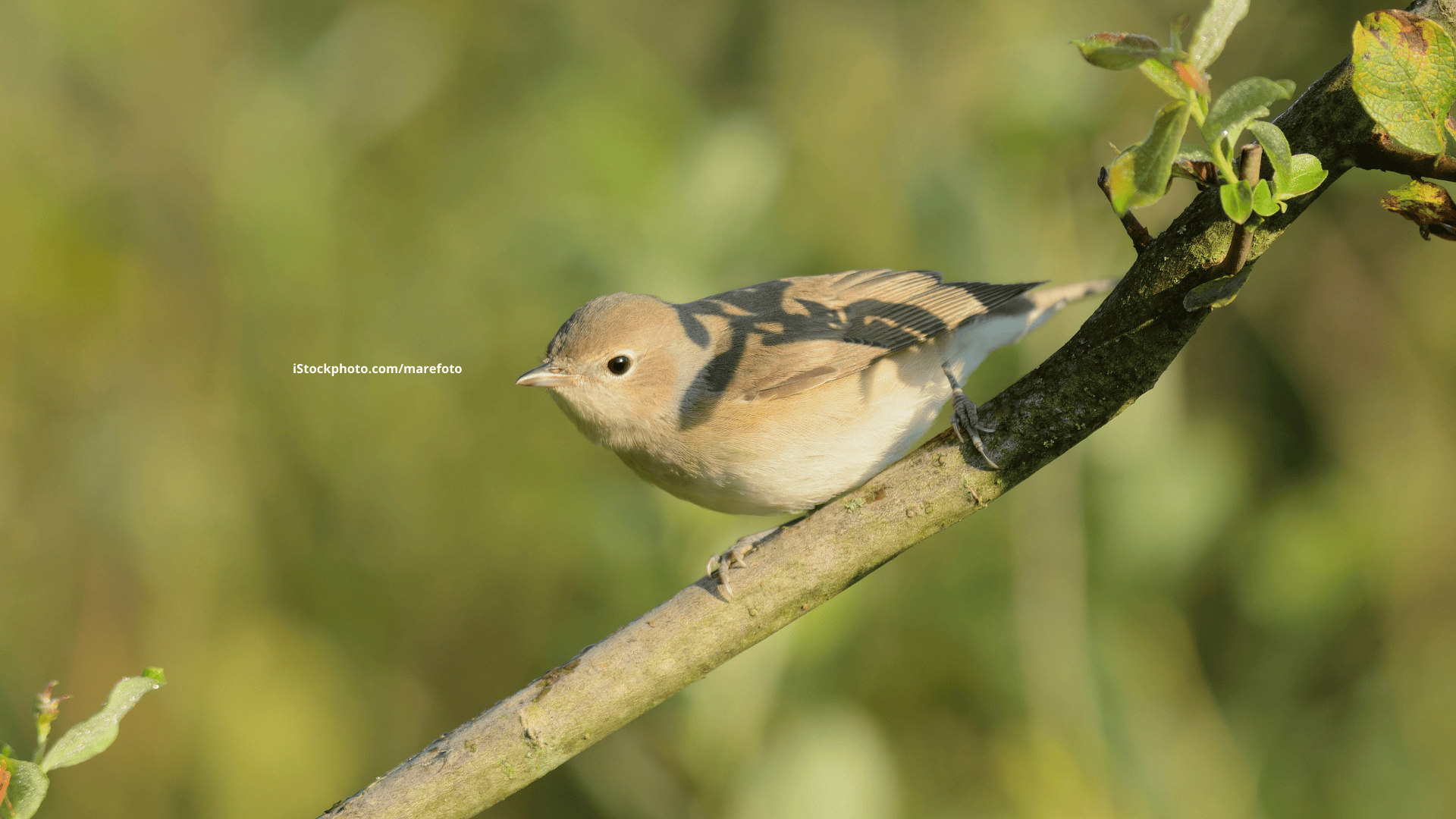 Gartengrasmücke: Geschickter Versteckkünstler