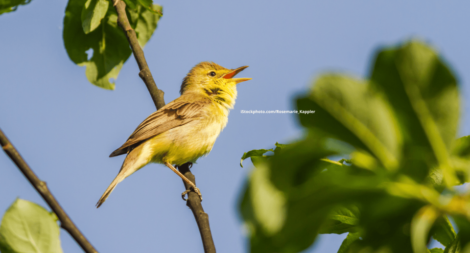 Orpheusspötter: Sänger aus dem Süden