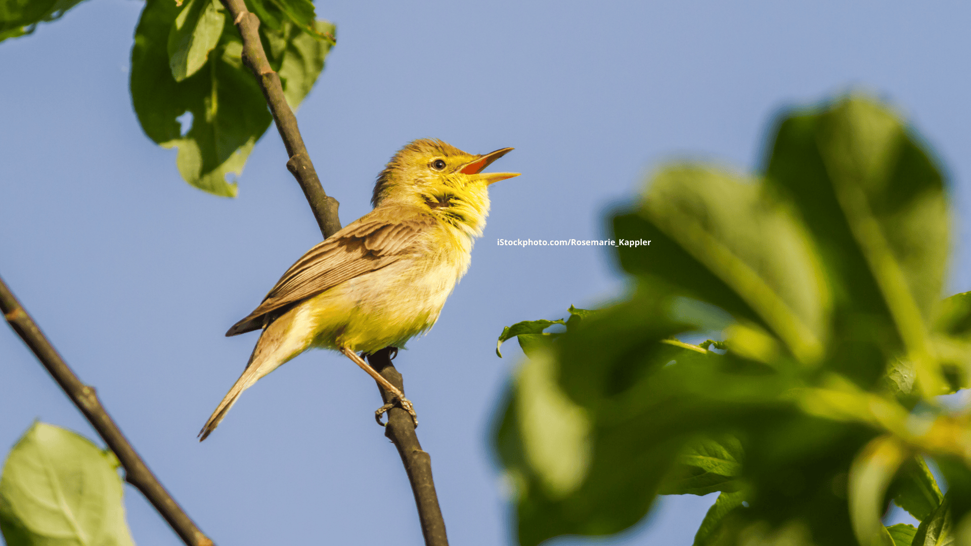 Orpheusspötter: Sänger aus dem Süden