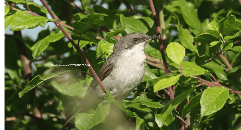 Klappergrasmücke: Kleiner Krachmacher