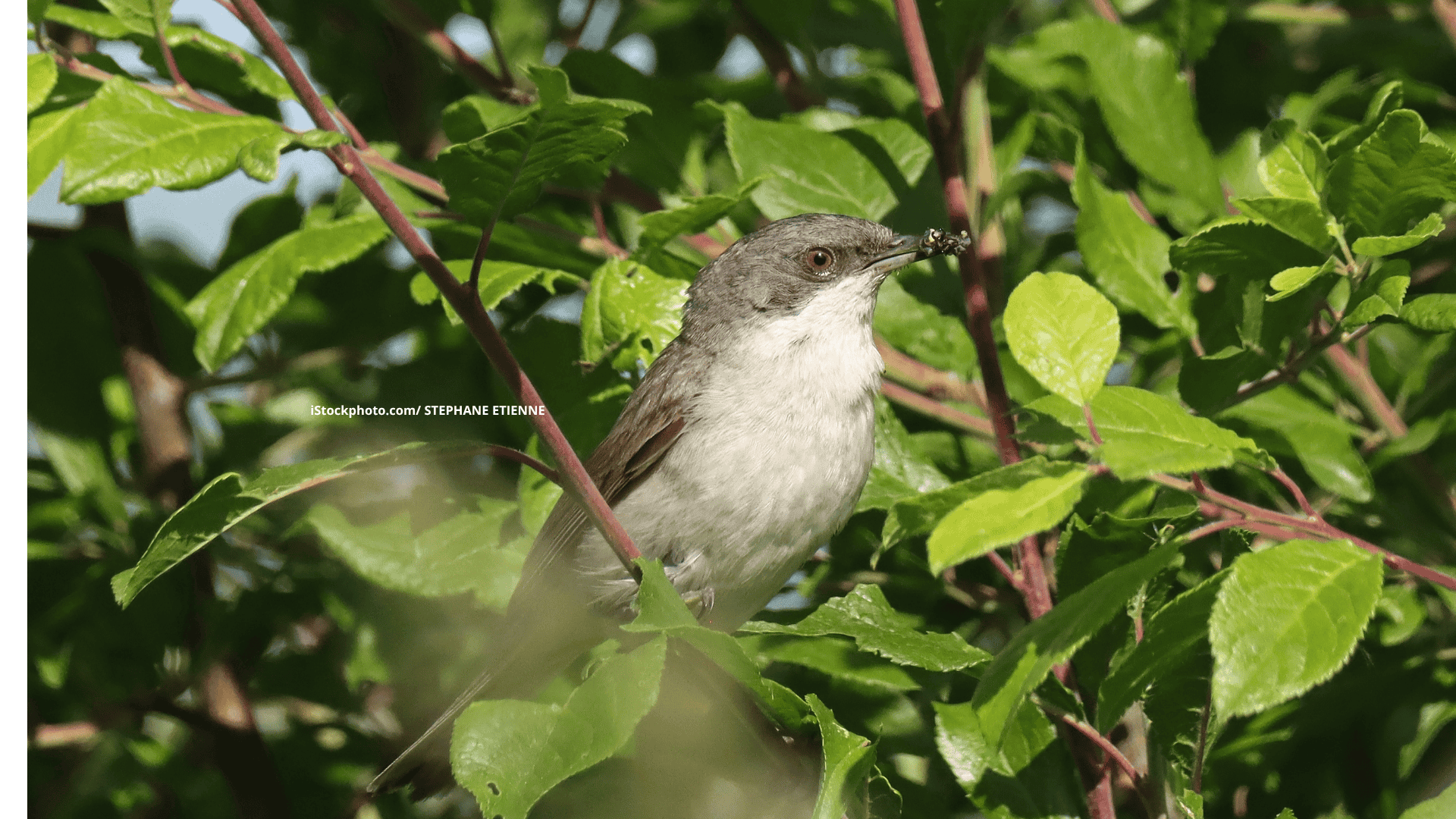 Klappergrasmücke: Kleiner Krachmacher