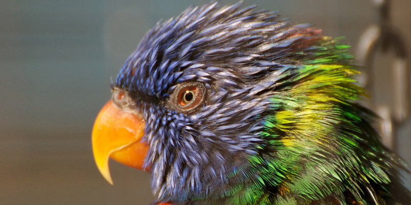 Bunter Vogel farbsehen