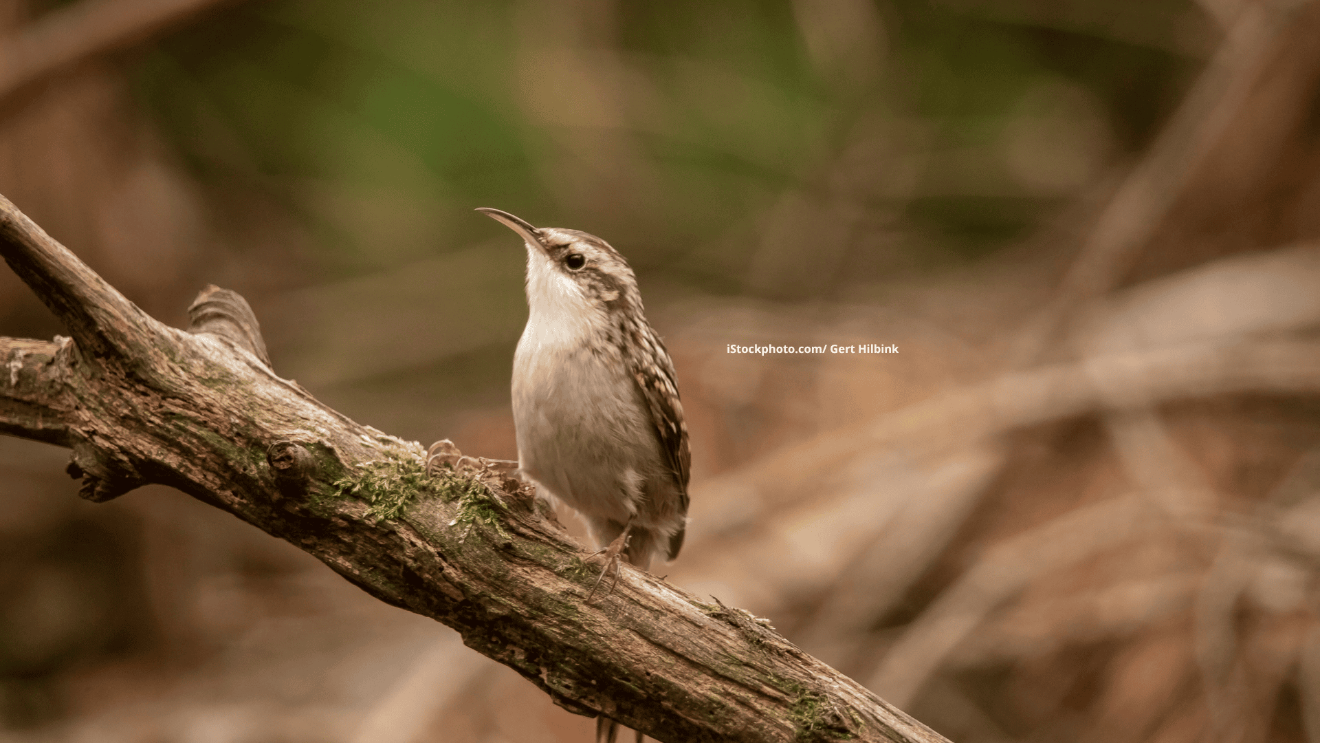 Gartenbaumläufer: Unsichtbarer Nachbar