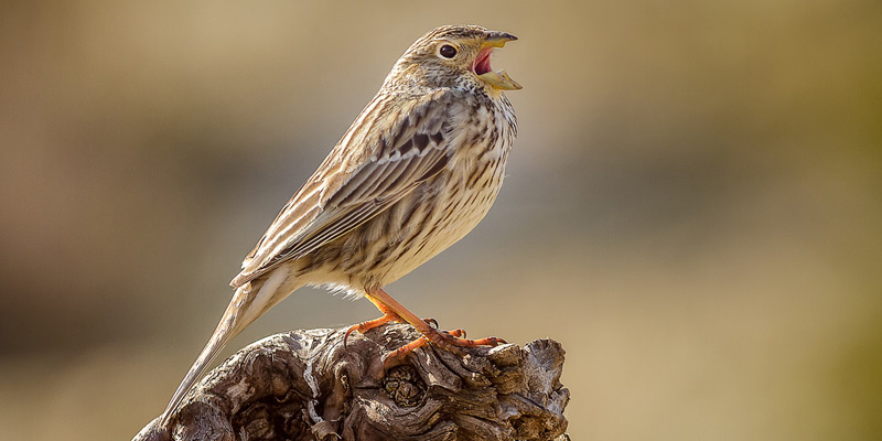 Grauammer Vogel