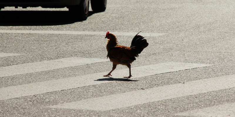 Kuriose Vogelwelt #4: Straßenverkehr verursacht Evolution der Vögel