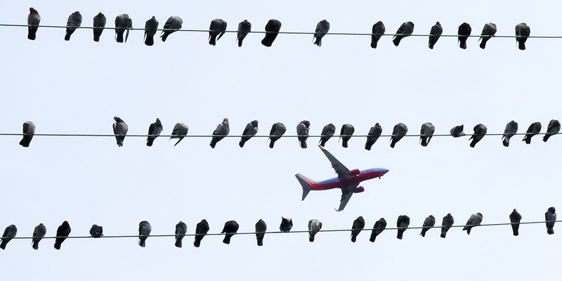 Flughafen München – Vogelschutz und Mensch im Konflikt