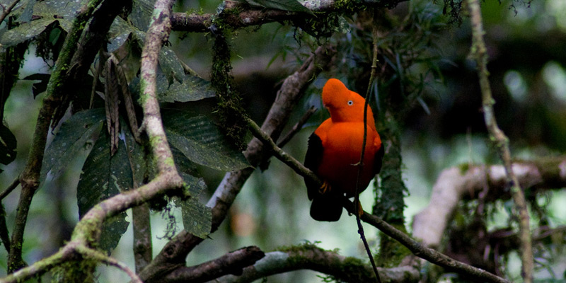 Vogelbeobachtung weltweit: Peru