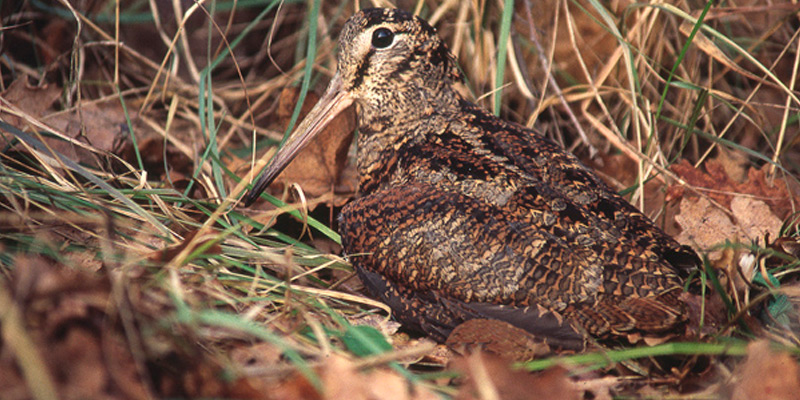 Waldschnepfe – Forstbewohner in Camouflage