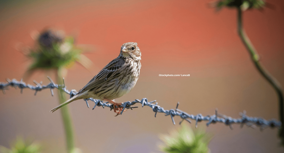 Eine Grauammer, die auf Stacheldraht sitzt.