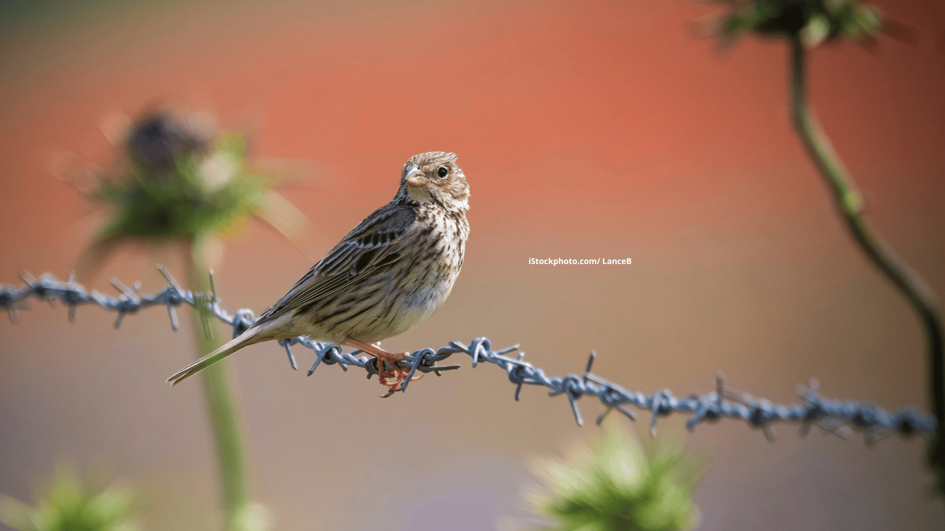 Grauammer: Ländlicher Bodenbrüter