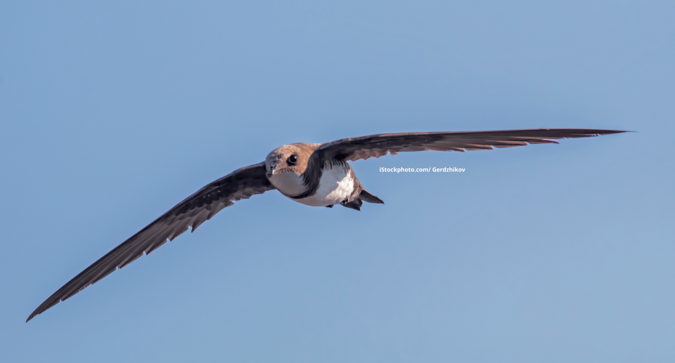 Alpensegler: Zäher Nonstop-Pilot