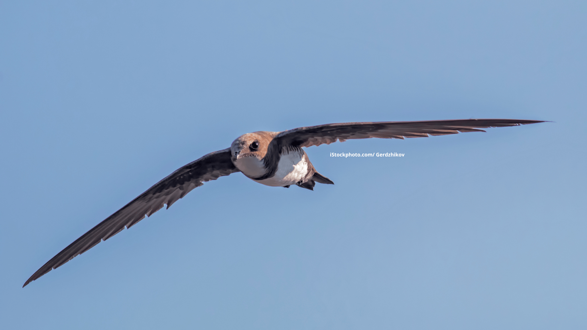 Alpensegler: Zäher Nonstop-Pilot