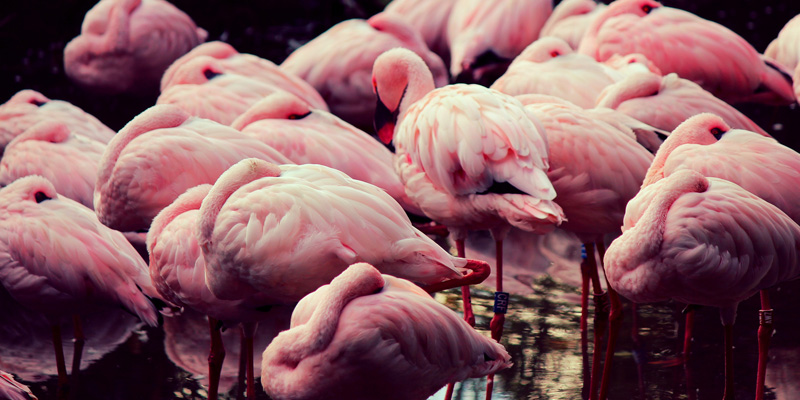 Flamingos im Zwillbrocker Venn – Die Natur kennt keine Grenzen