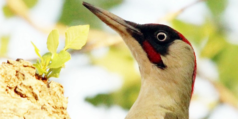 Vogel des Jahres 2014 – Der Grünspecht