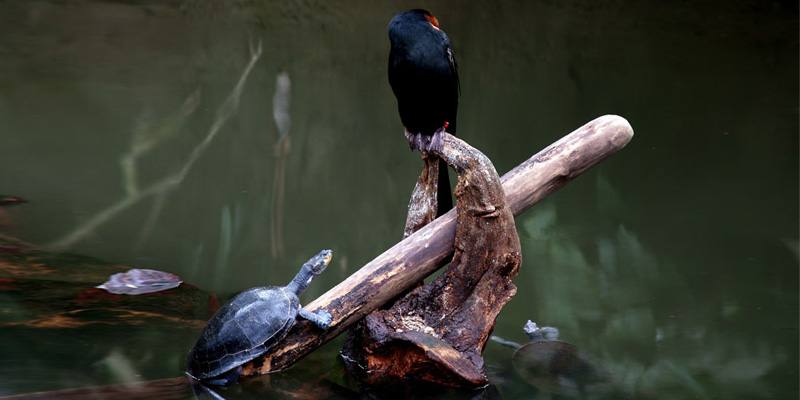 Die schleichende Gefahr – Schildkröten bedrohen Wasservögel