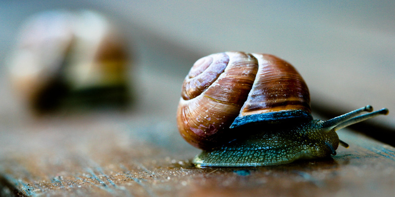 Kuriose Vogelwelt #5: Schnecken überleben die Verdauung von Vögeln