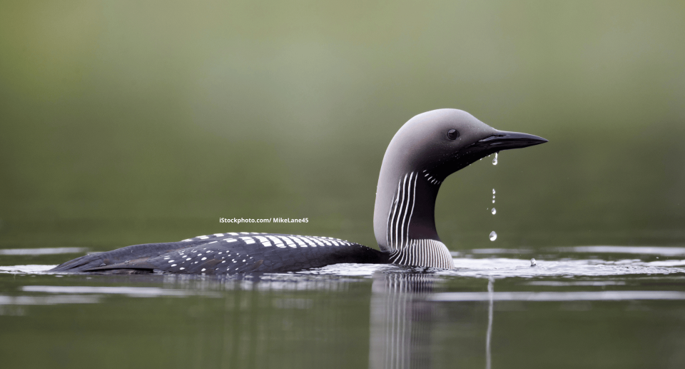 Ein Prachttaucher im Wasser. Von seinem Schnapel fallen Tropfen.