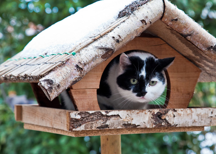 Katze im Vogelhaus