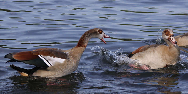 Nilgans – Kontroverse Kämpferin