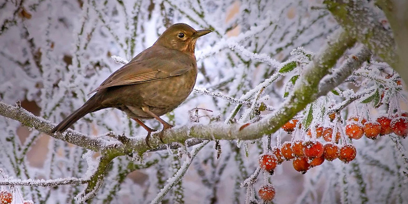 Nicht verpassen: Stunde der Wintervögel 2015 vom 9. bis 11. Januar