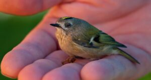 Verletzten Vogel gefunden? So findet ihr eine Vogelauffangstation