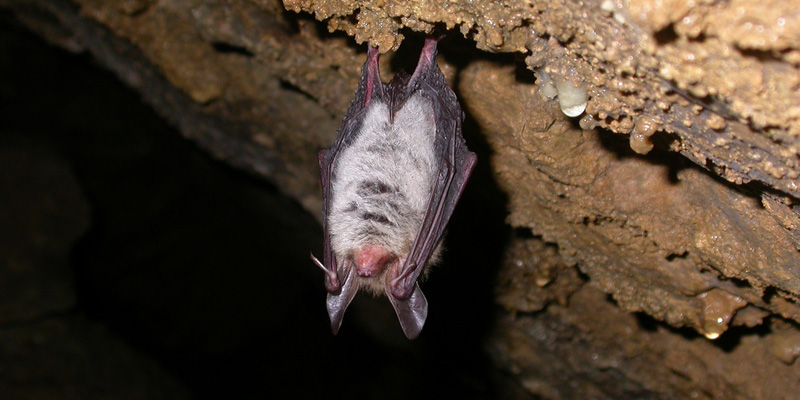 Die Fledermäuse der Segeberger Kalkberghöhle: Im Reich der lautlosen Schatten