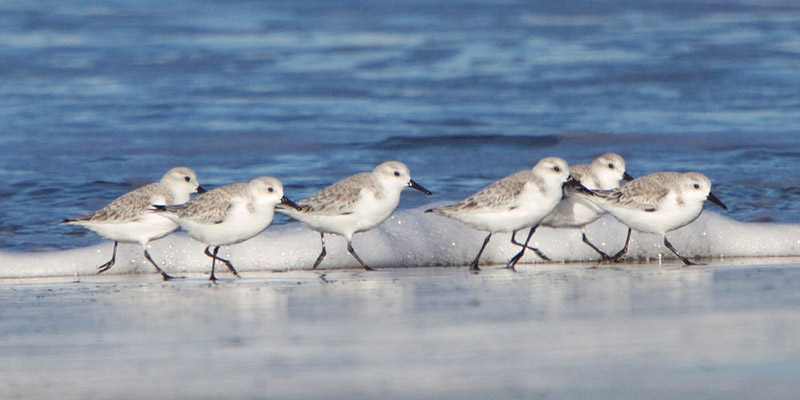 Sanderling – Wendiger Wellenjäger