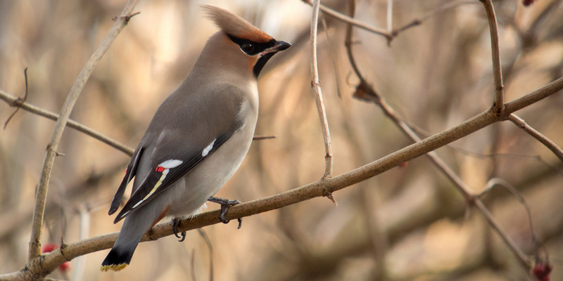 Seidenschwanz Steckbrief Des Singvogels