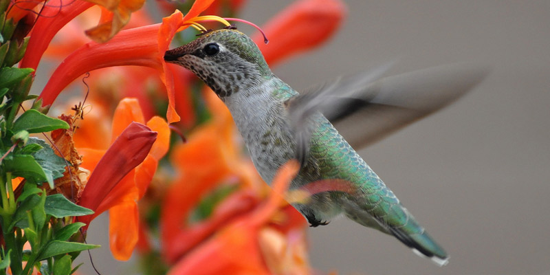 Kuriose Vogelwelt #6: Wie Vögel mit Bestäubung Blumen formen