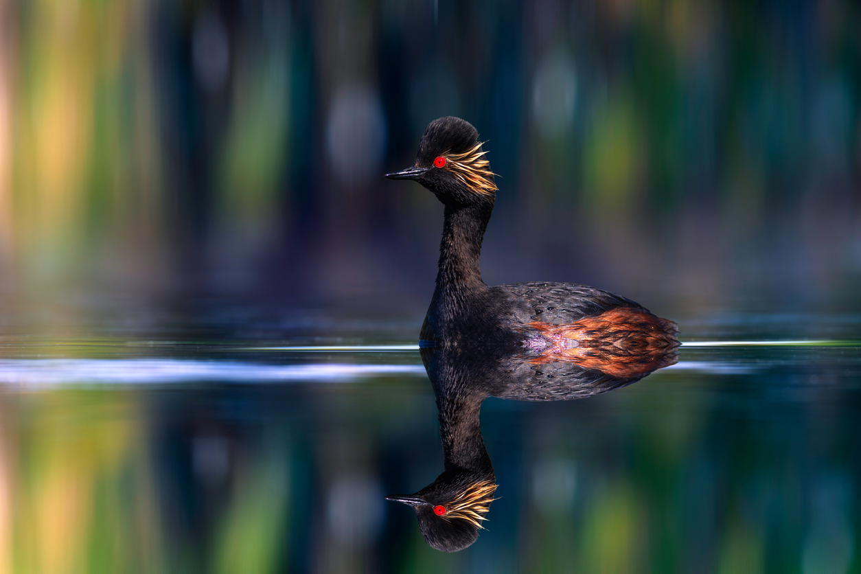Schwarzhalstaucher: Mal Katze, mal Pinguin