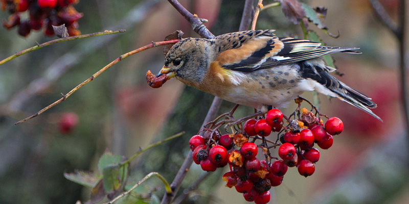 Bergfink – Skandinavischer Schwarmvogel