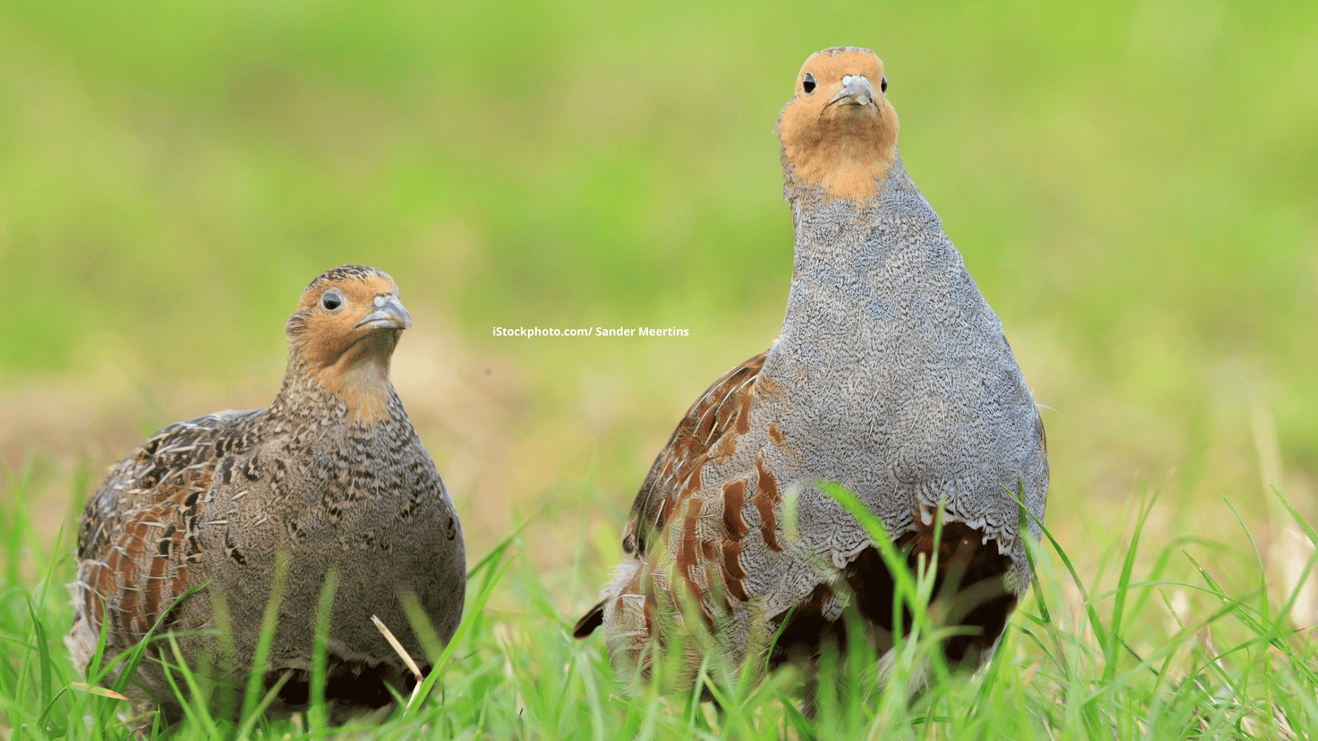 Rebhuhn: Aussterbendes Jagdtier