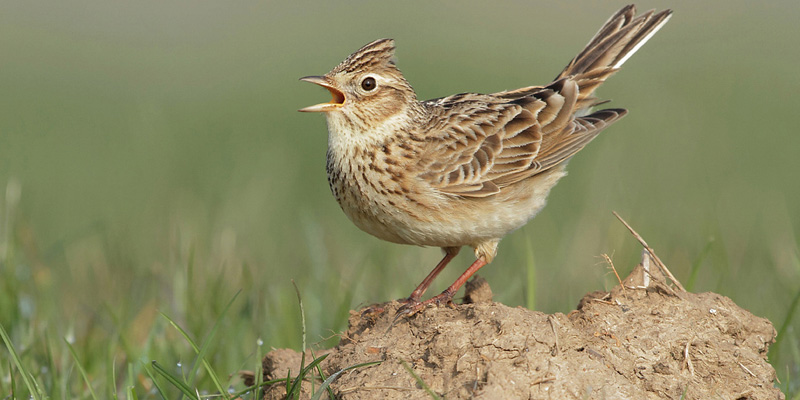 Feldlerche Vogelart